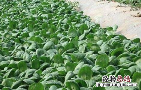 冬季小油菜的种植方法? 秋冬季该怎么种植小油菜