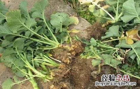 蔬菜连茬种植该怎么防治根肿病呢 蔬菜连茬种植该怎么防治根肿病