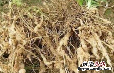 蔬菜连茬种植该怎么防治根肿病呢 蔬菜连茬种植该怎么防治根肿病