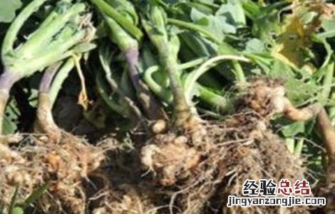 蔬菜连茬种植该怎么防治根肿病呢 蔬菜连茬种植该怎么防治根肿病
