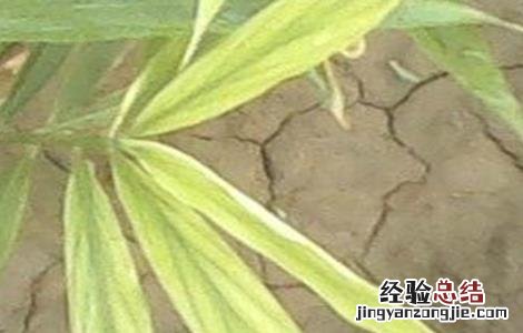 大姜干尖黄叶原因及防治措施 大姜干尖黄叶原因及防治措施视频