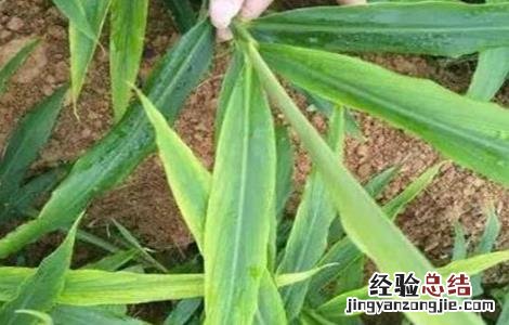 大姜干尖黄叶原因及防治措施 大姜干尖黄叶原因及防治措施视频