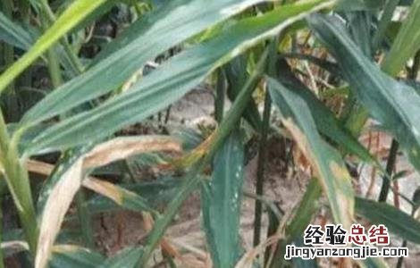 大姜干尖黄叶原因及防治措施 大姜干尖黄叶原因及防治措施视频