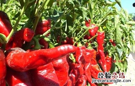 辣椒采收期延长技巧 辣椒采收期延长技巧视频