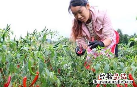 辣椒采收期延长技巧 辣椒采收期延长技巧视频