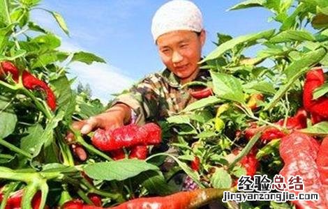辣椒采收期延长技巧 辣椒采收期延长技巧视频