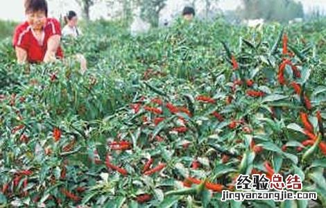 辣椒采收期延长技巧 辣椒采收期延长技巧视频