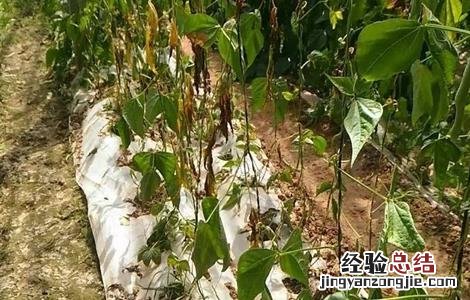 芸豆烂根死棵原因及防治方法视频 芸豆烂根死棵原因及防治方法