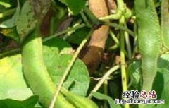 芸豆烂根死棵原因及防治方法视频 芸豆烂根死棵原因及防治方法