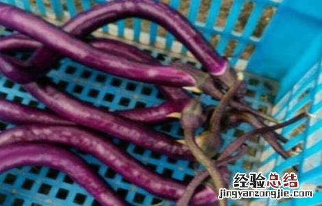 茄子生长期出现弯了咋办 茄子长弯是什么原因