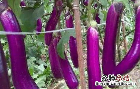 茄子生长期出现弯了咋办 茄子长弯是什么原因