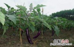 茄子生长期出现弯了咋办 茄子长弯是什么原因