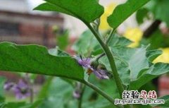 茄子弱棵发生原因及解决方法 茄子弱棵发生原因及解决方法