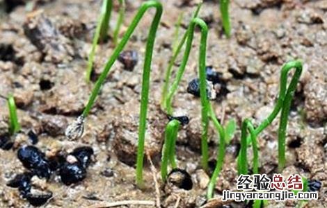 秋季韭菜该怎么育苗视频 秋季韭菜该怎么育苗