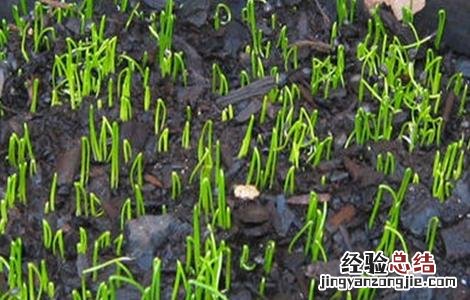 秋季韭菜该怎么育苗视频 秋季韭菜该怎么育苗