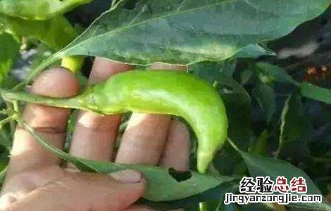 秋冬茬辣椒发育不良原因及解决方法 秋冬茬辣椒发育不良原因及解决方法