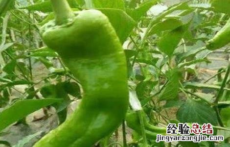 秋冬茬辣椒发育不良原因及解决方法 秋冬茬辣椒发育不良原因及解决方法