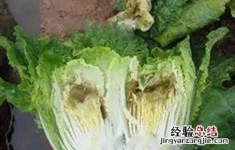 大白菜干烧心原因及防治方法视频 大白菜干烧心原因及防治方法