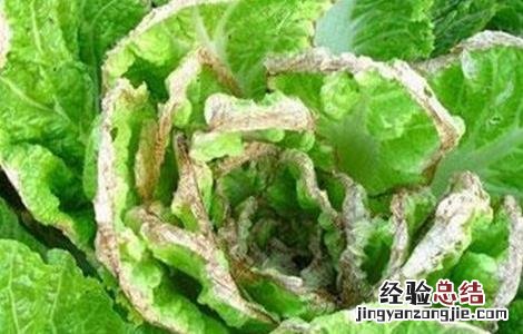 大白菜干烧心原因及防治方法视频 大白菜干烧心原因及防治方法