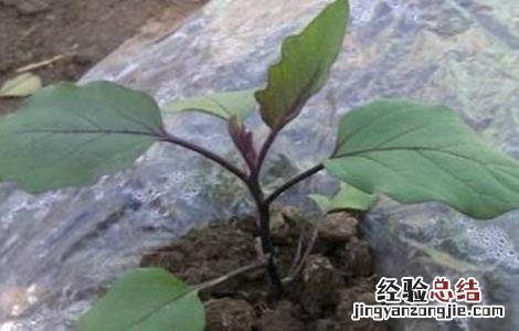 茄子僵苗原因及防治方法 茄子僵苗怎么解决