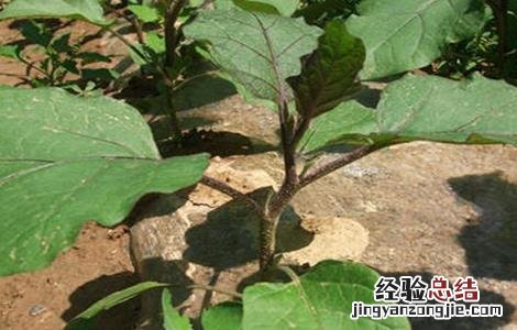 茄子僵苗原因及防治方法 茄子僵苗怎么解决