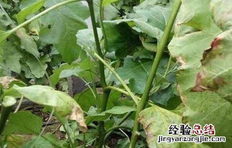 茄子肥害怎么办 茄子肥害症状