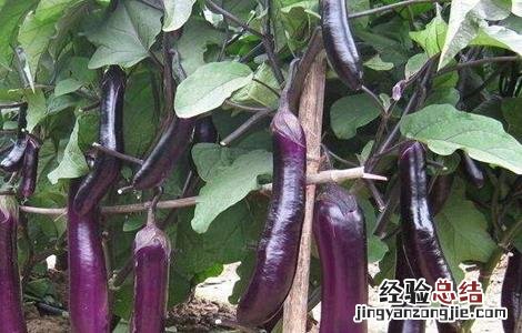 茄子肥害怎么办 茄子肥害症状