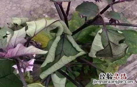 茄子萎焉原因及防治措施 茄子枯萎病的防治