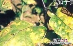 茄子萎焉原因及防治措施 茄子枯萎病的防治
