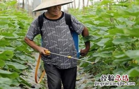 黄瓜施肥的正确方法 黄瓜施肥注意什么