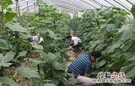 黄瓜施肥的正确方法 黄瓜施肥注意什么
