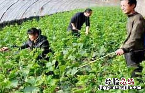 黄瓜施肥的正确方法 黄瓜施肥注意什么