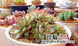 多肉生根粉的使用方法与用量 多肉生根粉的使用方法