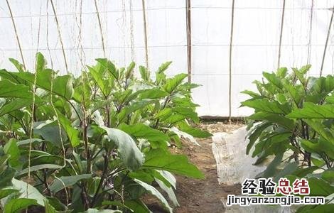 大棚茄子怎么越冬 越冬茄子的栽培技术
