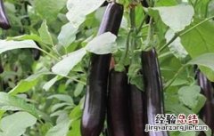 大棚茄子怎么越冬 越冬茄子的栽培技术