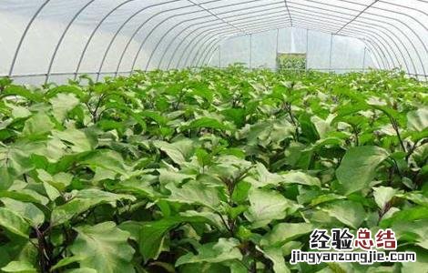 大棚茄子怎么越冬 越冬茄子的栽培技术