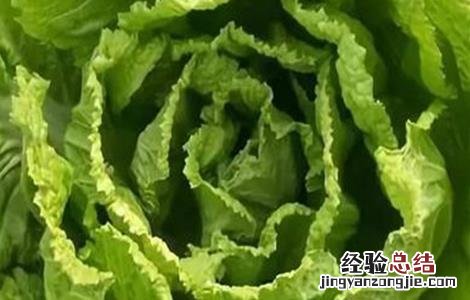 白菜不包心什么原因 白菜不包心原因及解决方法