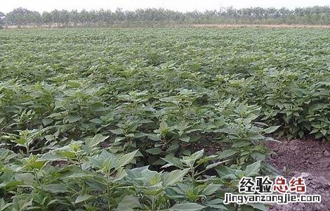 洋姜的种植方法 洋姜的种植方法图片