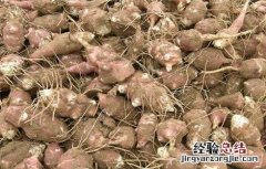 洋姜的种植方法 洋姜的种植方法图片