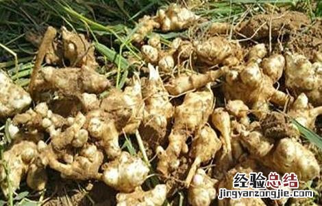 洋姜的种植方法 洋姜的种植方法图片