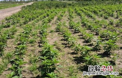 洋姜的种植方法 洋姜的种植方法图片