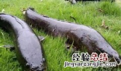 钓乌鱼用什么来钓最好 钓乌鱼怎么钓
