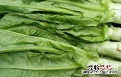怎样预防莴笋空心 莴苣空心原因及防治措施