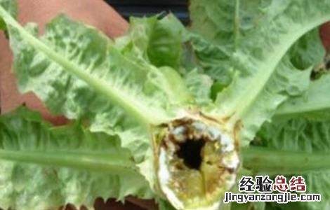 怎样预防莴笋空心 莴苣空心原因及防治措施