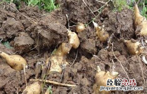 菊芋田间管理技术要点 菊芋田间管理技术
