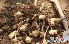菊芋田间管理技术要点 菊芋田间管理技术