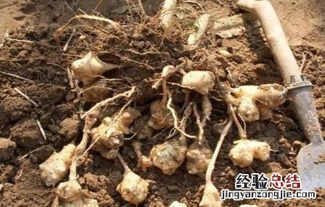 菊芋田间管理技术要点 菊芋田间管理技术