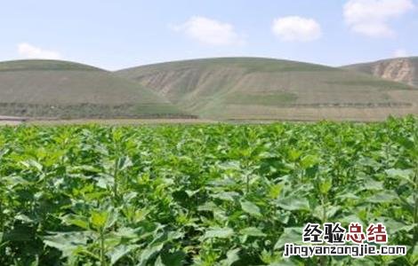 菊芋田间管理技术要点 菊芋田间管理技术