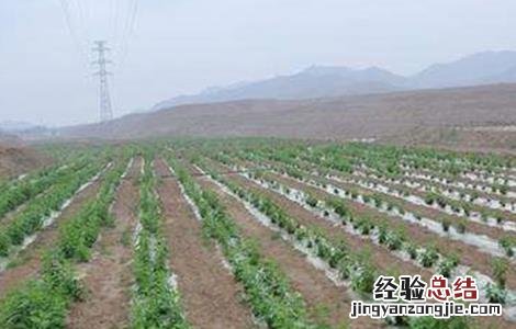 菊芋田间管理技术要点 菊芋田间管理技术