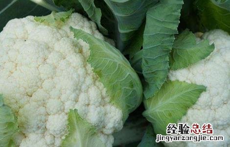 花椰菜种植该如何选种 花椰菜怎样种植技术